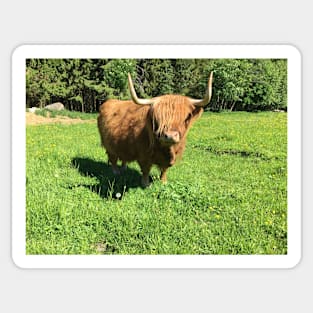 Scottish Highland Cattle Cow 2419 Sticker